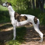 Anglický chrt (Greyhound)4