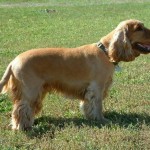 Anglický kokršpaněl (English Cocker Spaniel)-2