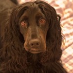 Anglický kokršpaněl (English Cocker Spaniel)-3