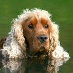 Anglický kokršpaněl (English Cocker Spaniel)-4