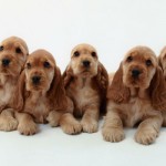 Anglický kokršpaněl (English Cocker Spaniel)-5 Anglický kokršpaněl (English Cocker Spaniel)-5