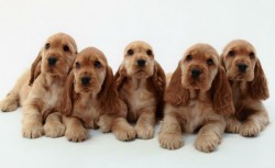 Anglický kokršpaněl (English Cocker Spaniel)-5