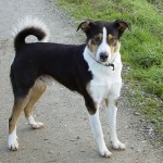 Appenzellský salašnický pes (Appenzeller Sennenhund)-2