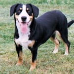 Appenzellský salašnický pes (Appenzeller Sennenhund)-3