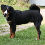 Appenzellský salašnický pes (Appenzeller Sennenhund)-4