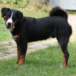 Appenzellský salašnický pes (Appenzeller Sennenhund)-4