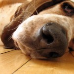 Baset Hound (Basset Hound) 1