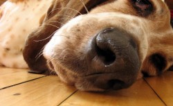 Baset Hound (Basset Hound) 1