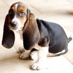 Baset Hound (Basset Hound) 3