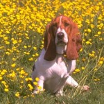 Baset Hound (Basset Hound) 7