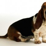 Baset Hound (Basset Hound) 8