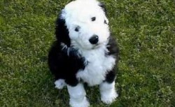 Bobtail (Old English Sheepdog) 3