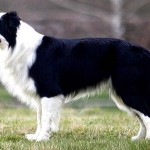 Border kolie (Border Collie)