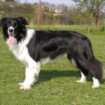 Border kolie (Border Collie)3