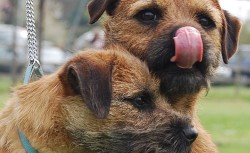 Border teriér (Border Terrier)-4