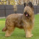 Briard