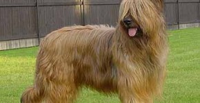 Briard