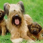 Briard