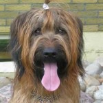 Briard