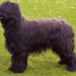 Briard