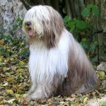 Briard