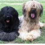 Briard