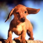 Jezevčík (Dachshund) 2 Jezevčík (Dachshund) 2