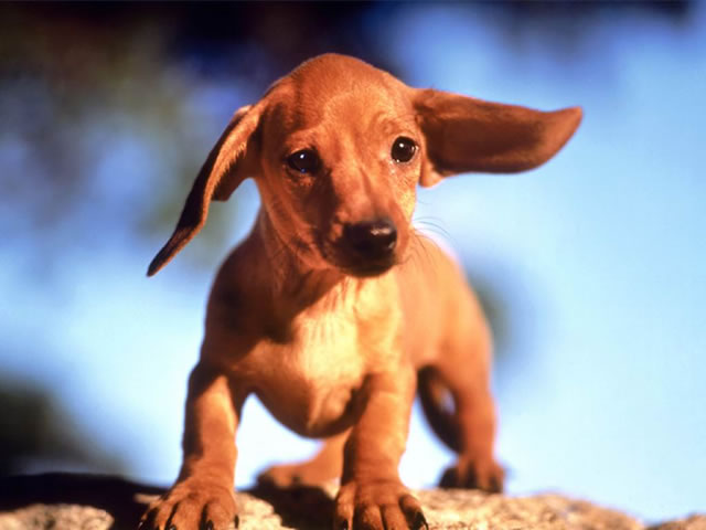 Jezevčík (Dachshund) 2 Jezevčík (Dachshund) 2