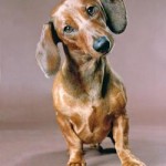 Jezevčík (Dachshund) 7 Jezevčík (Dachshund) 7