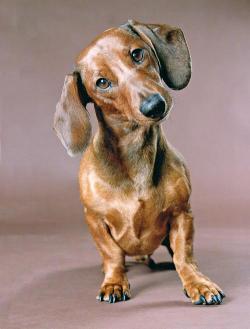 Jezevčík (Dachshund) 7 Jezevčík (Dachshund) 7