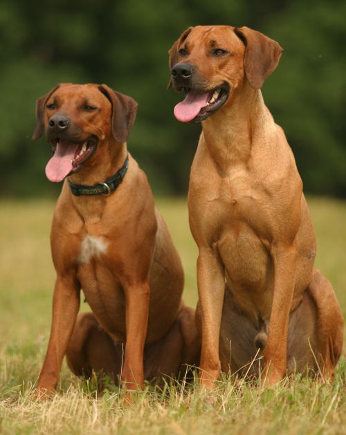 Rhod%C3%A9sk%C3%BD-ridgeback-Rhod%C3%A9zsk%C3%BD-ridgeback-Rhodesian-Ridgeback-1.jpg