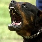 Rotvajler (Rottweiler)