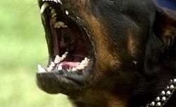 Rotvajler (Rottweiler)