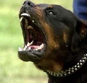 Rotvajler (Rottweiler)