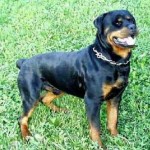 Rotvajler (Rottweiler)