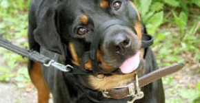 Rotvajler (Rottweiler)