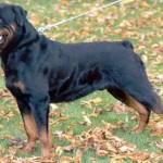 Rotvajler (Rottweiler)