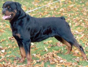 Rotvajler (Rottweiler)