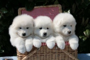 Samojed (Samojedskaja Sobaka)