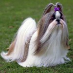 Shih-tzu