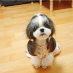 Shih-tzu