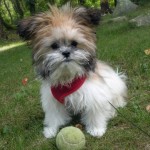 Shih-tzu