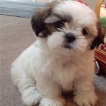 Shih-tzu