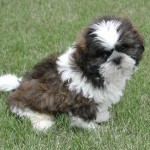 Shih-tzu