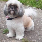 Shih-tzu