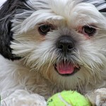 Shih-tzu