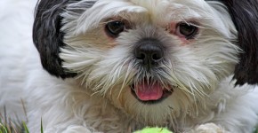 Shih-tzu