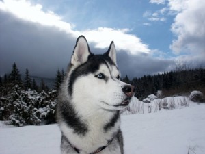 Sibiřský husky (Siberian Husky) Sibiřský husky (Siberian Husky)