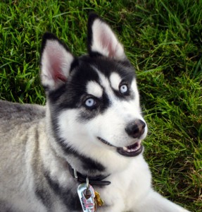 Sibiřský husky (Siberian Husky) Sibiřský husky (Siberian Husky)