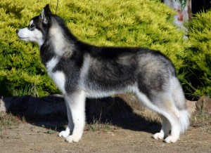 Sibiřský husky (Siberian Husky) Sibiřský husky (Siberian Husky)